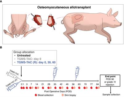 A local drug delivery system prolongs graft survival by dampening T cell infiltration and neutrophil extracellular trap formation in vascularized composite allografts